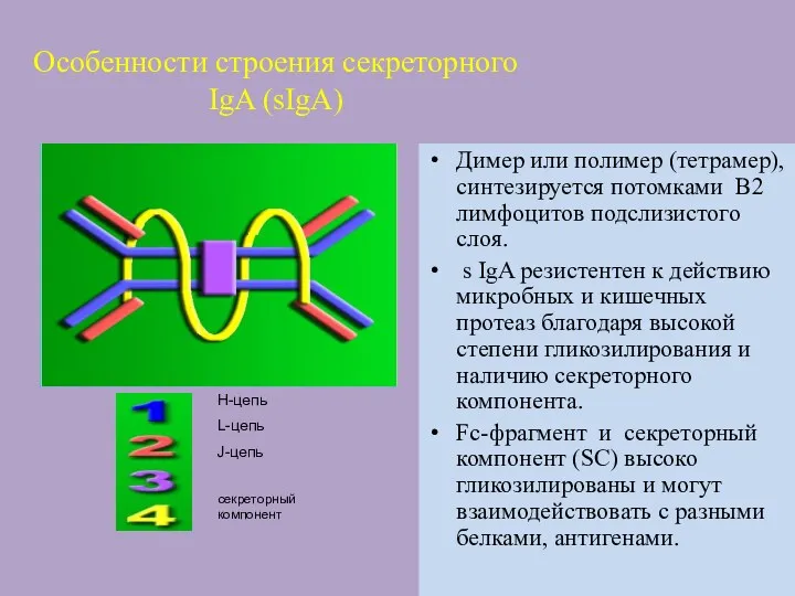 Особенности строения секреторного IgA (sIgA) Димер или полимер (тетрамер), синтезируется