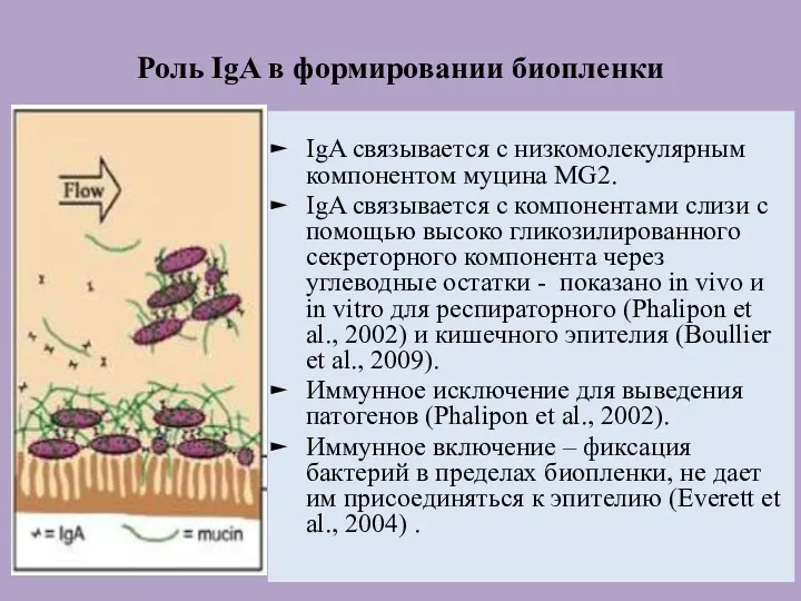 Роль IgA в формировании биопленки IgA связывается с низкомолекулярным компонентом