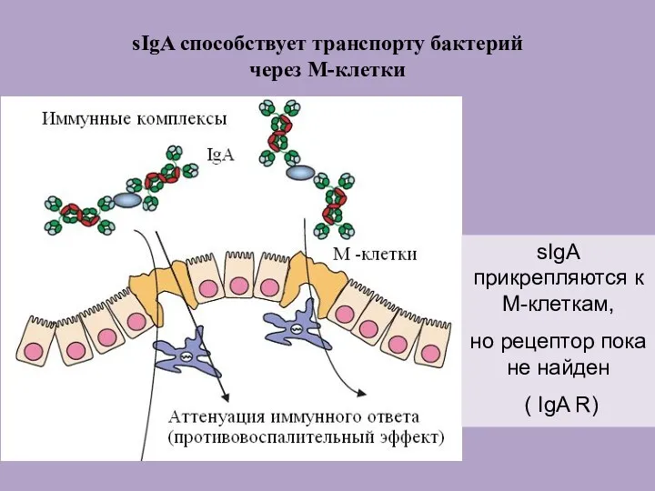 sIgA способствует транспорту бактерий через М-клетки sIgA прикрепляются к М-клеткам,
