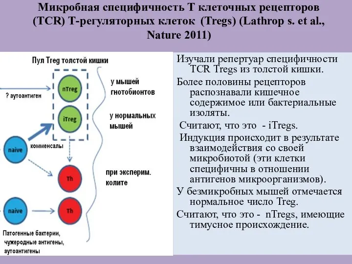 Микробная специфичность Т клеточных рецепторов (TCR) Т-регуляторных клеток (Tregs) (Lathrop