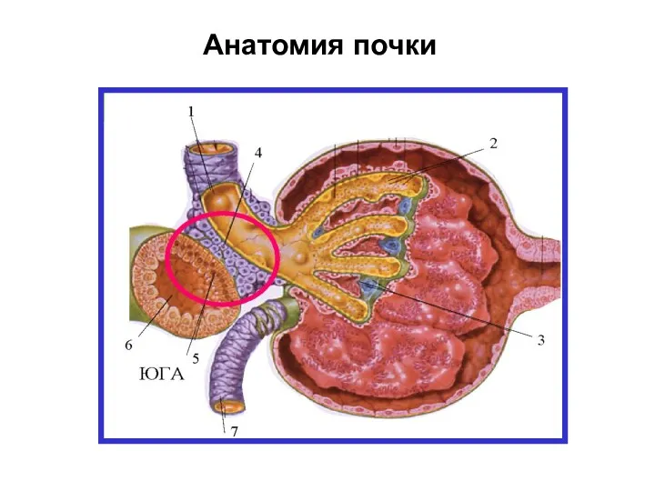 Анатомия почки