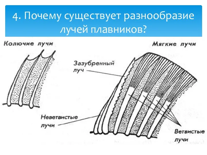 4. Почему существует разнообразие лучей плавников?