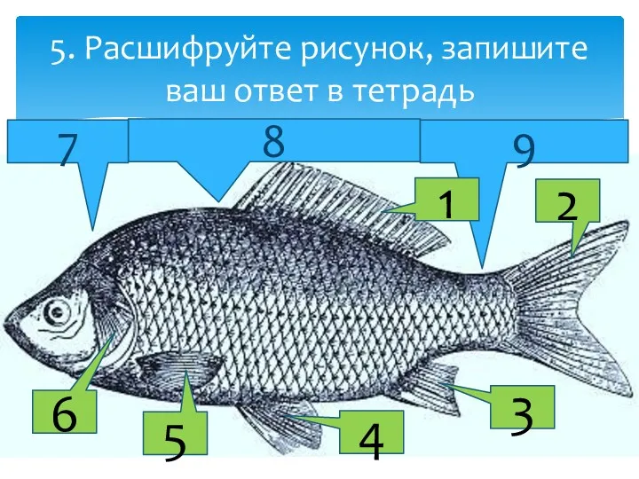 5. Расшифруйте рисунок, запишите ваш ответ в тетрадь 2 3