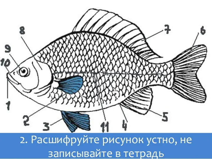 2. Расшифруйте рисунок устно, не записывайте в тетрадь