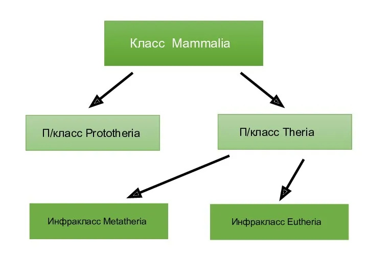 Класс Mammalia П/класс Prototheria П/класс Theria Инфракласс Metatheria Инфракласс Eutheria