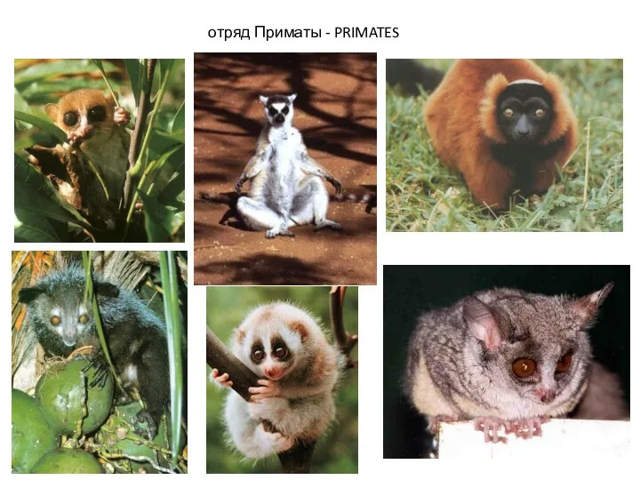 отряд Приматы - PRIMATES