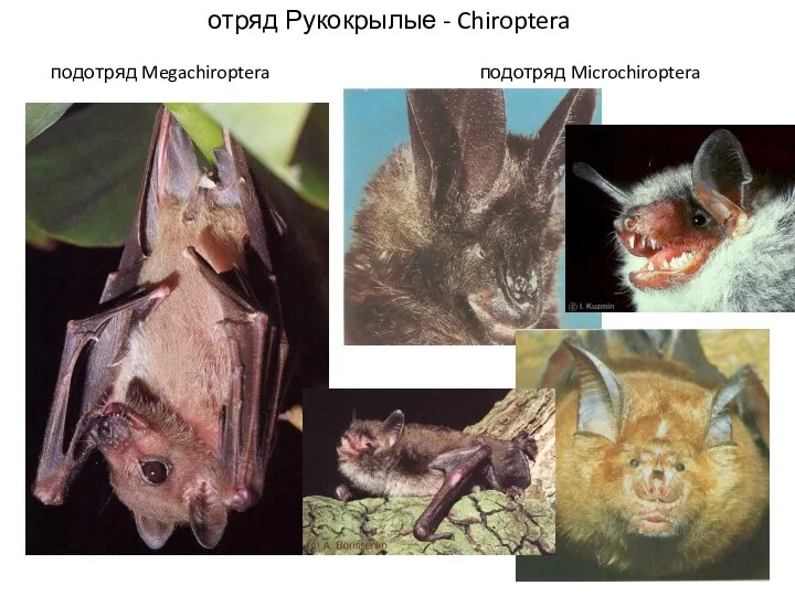 подотряд Megachiroptera подотряд Microchiroptera отряд Рукокрылые - Chiroptera
