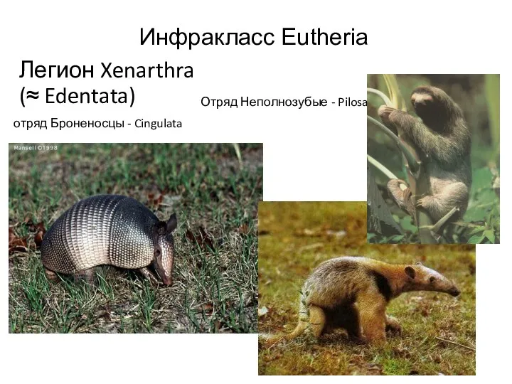 Инфракласс Eutheria Легион Xenarthra (≈ Edentata) отряд Броненосцы - Cingulata Отряд Неполнозубые - Pilosa