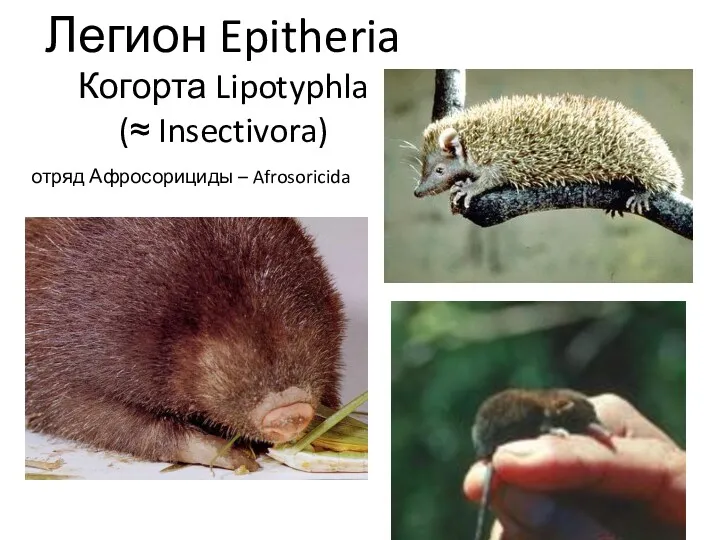 Легион Epitheria Когорта Lipotyphla (≈ Insectivora) отряд Афросорициды – Afrosoricida