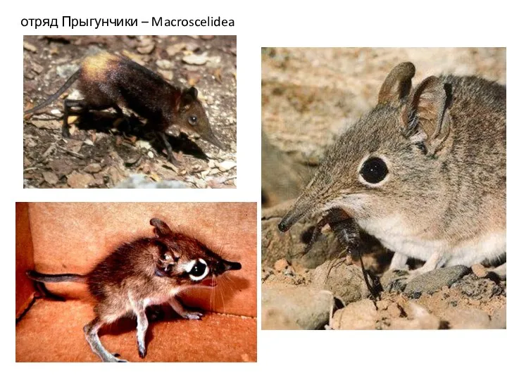 отряд Прыгунчики – Macroscelidea