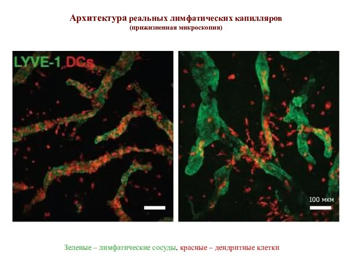 DC облепили лимфатические капилляры (слева), DC собрались в зону введенного