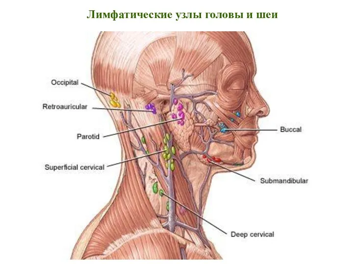 Лимфатические узлы головы и шеи