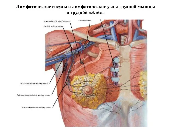 Лимфатические сосуды и лимфатические узлы грудной мышцы и грудной железы