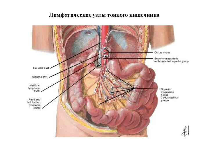 Лимфатические узлы тонкого кишечника