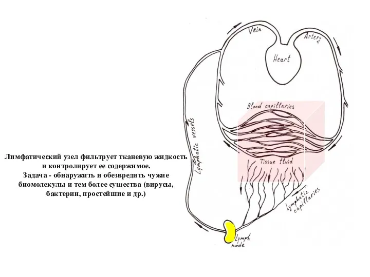 Лимфатический узел фильтрует тканевую жидкость и контролирует ее содержимое. Задача