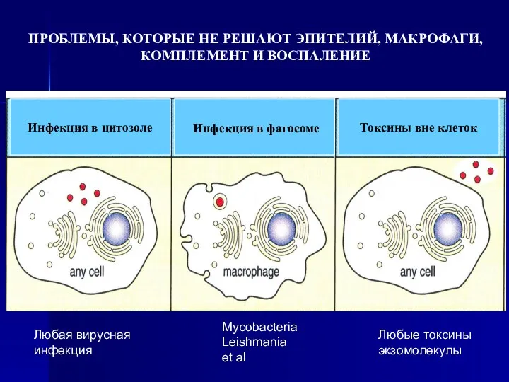 Токсины вне клеток Инфекция в фагосоме Инфекция в цитозоле ПРОБЛЕМЫ,