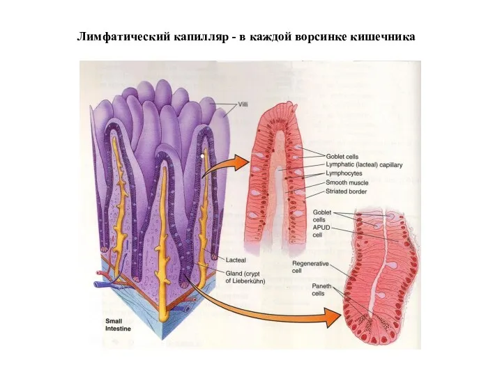 Лимфатический капилляр - в каждой ворсинке кишечника