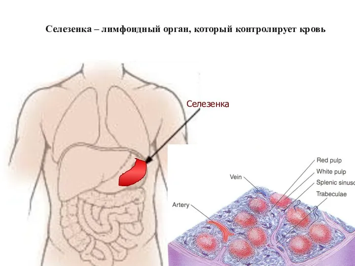 Селезенка – лимфоидный орган, который контролирует кровь