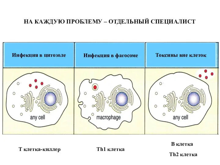 НА КАЖДУЮ ПРОБЛЕМУ – ОТДЕЛЬНЫЙ СПЕЦИАЛИСТ T клетка-киллер Th1 клетка