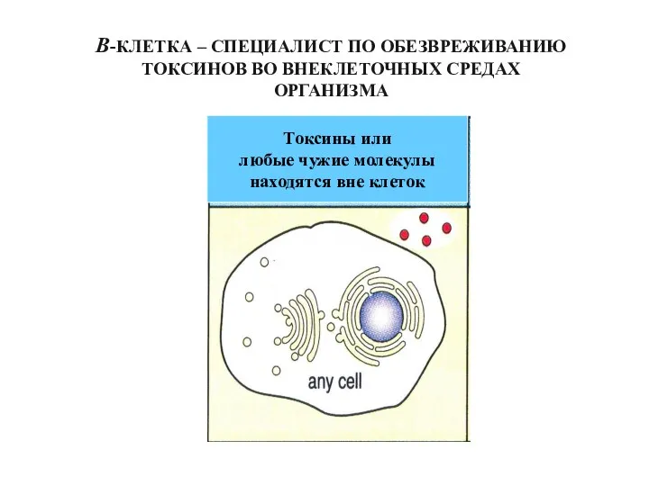 В-КЛЕТКА – СПЕЦИАЛИСТ ПО ОБЕЗВРЕЖИВАНИЮ ТОКСИНОВ ВО ВНЕКЛЕТОЧНЫХ СРЕДАХ ОРГАНИЗМА