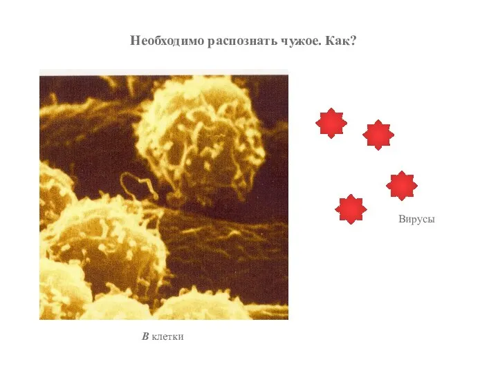 Вирусы Необходимо распознать чужое. Как? В клетки