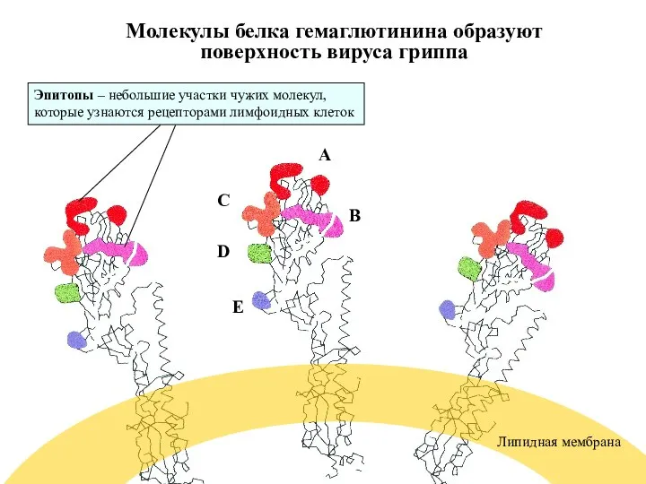 Молекулы белка гемаглютинина образуют поверхность вируса гриппа A B C