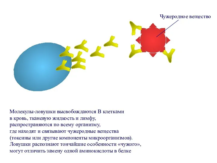 Молекулы-ловушки высвобождаются В клетками в кровь, тканевую жидкость и лимфу,