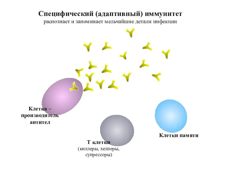 Т клетки (киллеры, хелперы, супрессоры) Клетки памяти Специфический (адаптивный) иммунитет