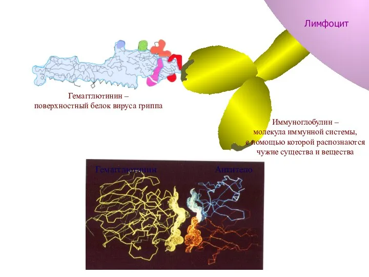 Гемагглютинин Антитело Антитело Гемагглютинин Гемагглютинин Гемагглютинин – поверхностный белок вируса