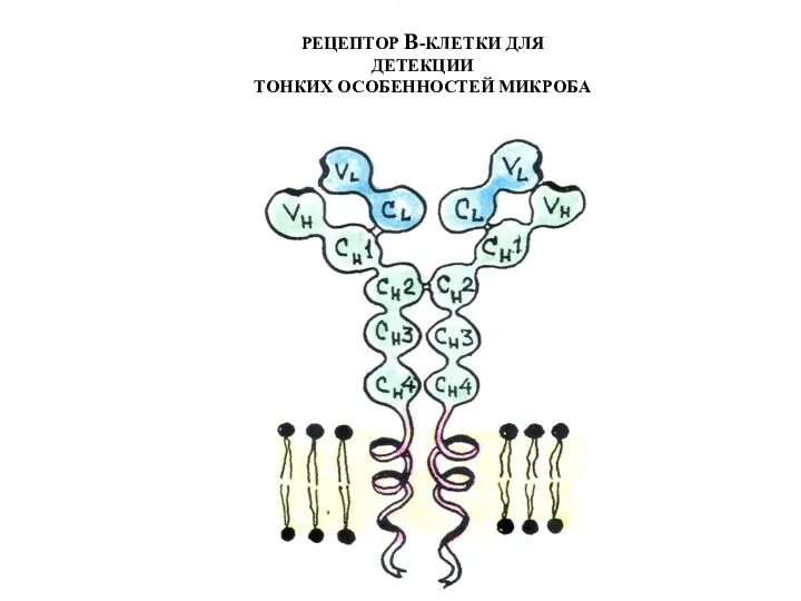 РЕЦЕПТОР В-КЛЕТКИ ДЛЯ ДЕТЕКЦИИ ТОНКИХ ОСОБЕННОСТЕЙ МИКРОБА