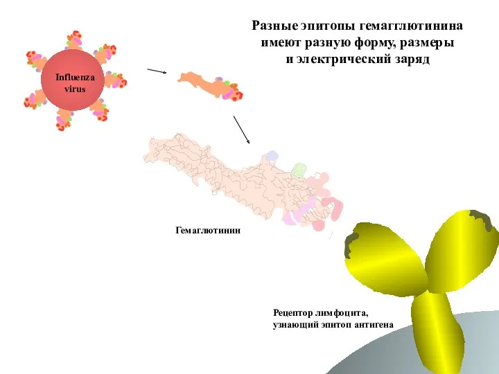 Разные эпитопы гемагглютинина имеют разную форму, размеры и электрический заряд