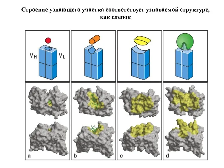 Строение узнающего участка соответствует узнаваемой структуре, как слепок