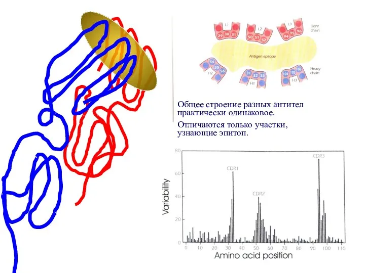 Общее строение разных антител практически одинаковое. Отличаются только участки, узнающие эпитоп.