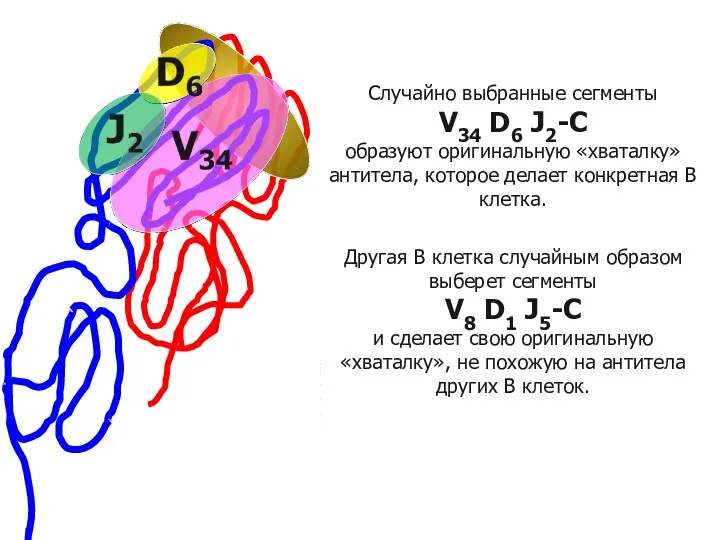 Общее строение разных антител практически одинаковое. Отличаются только участки, узнающие