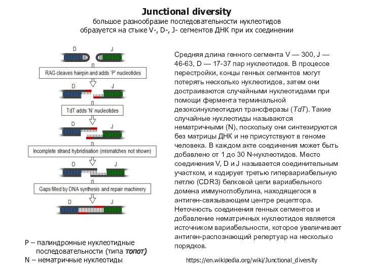 Junctional diversity большое разнообразие последовательности нуклеотидов образуется на стыке V-,