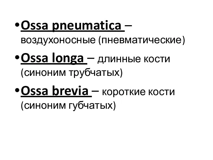 Ossa pneumatica – воздухоносные (пневматические) Ossa longa – длинные кости