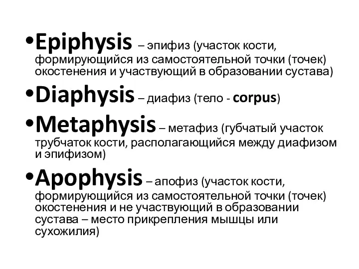 Epiphysis – эпифиз (участок кости, формирующийся из самостоятельной точки (точек)