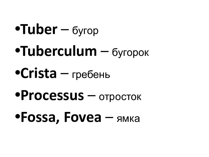 Tuber – бугор Tuberculum – бугорок Crista – гребень Processus – отросток Fossa, Fovea – ямка