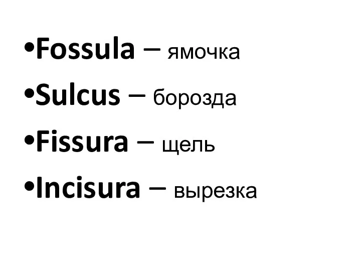 Fossula – ямочка Sulcus – борозда Fissura – щель Incisura – вырезка