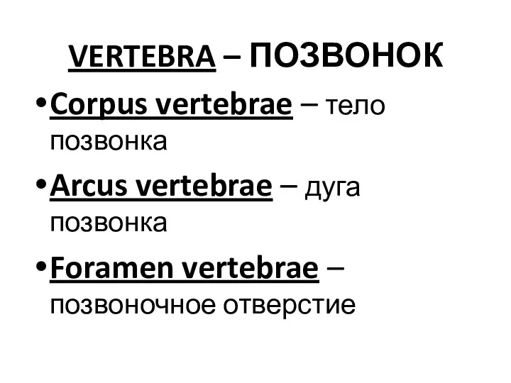 VERTEBRA – ПОЗВОНОК Corpus vertebrae – тело позвонка Arcus vertebrae