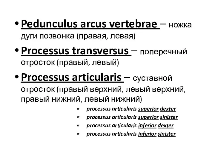 Pedunculus arcus vertebrae – ножка дуги позвонка (правая, левая) Processus
