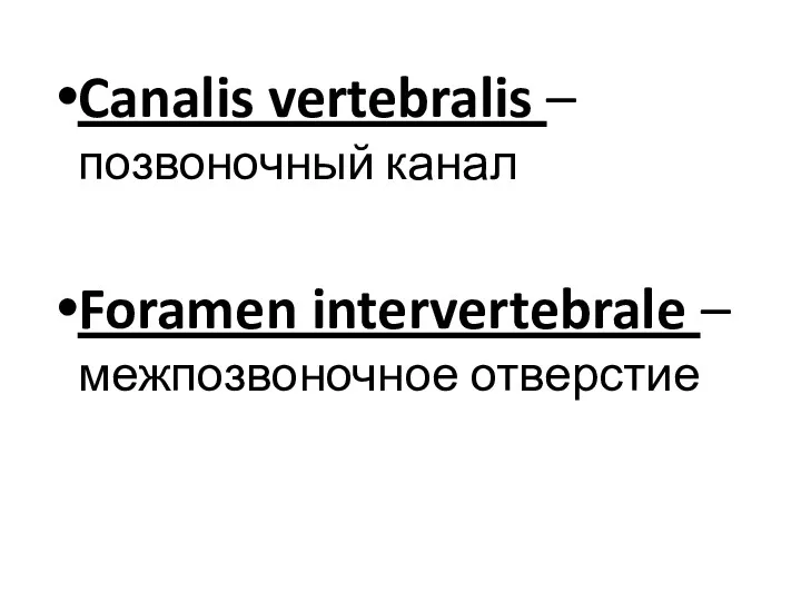 Canalis vertebralis – позвоночный канал Foramen intervertebrale – межпозвоночное отверстие