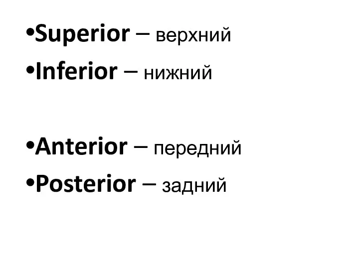 Superior – верхний Inferior – нижний Anterior – передний Posterior – задний