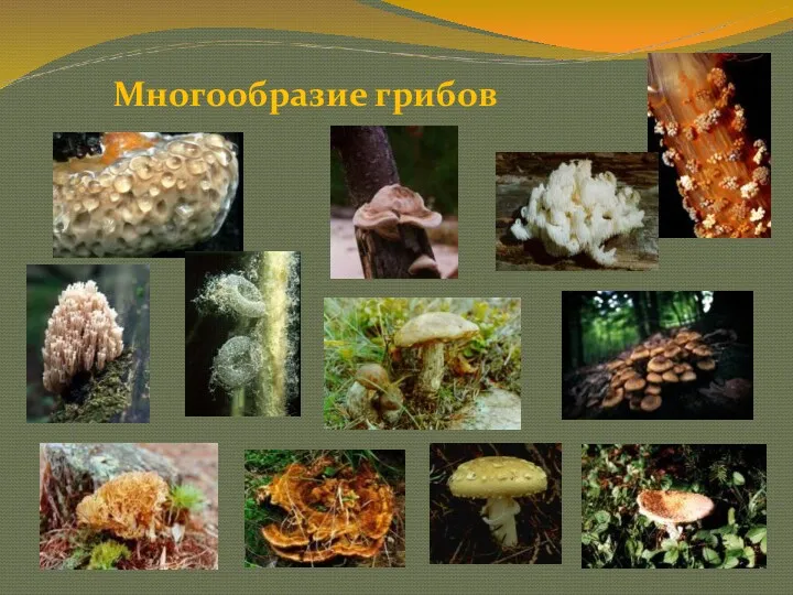 Многообразие грибов