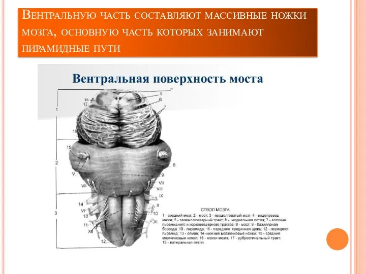 Вентральную часть составляют массивные ножки мозга, основную часть которых занимают пирамидные пути