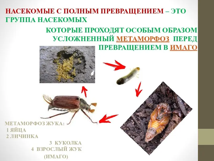 КОТОРЫЕ ПРОХОДЯТ ОСОБЫМ ОБРАЗОМ УСЛОЖНЕННЫЙ МЕТАМОРФОЗ ПЕРЕД ПРЕВРАЩЕНИЕМ В ИМАГО