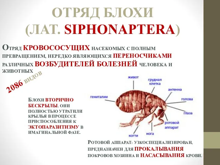 ОТРЯД БЛОХИ (ЛАТ. SIPHONAPTERA) ОТРЯД КРОВОСОСУЩИХ НАСЕКОМЫХ С ПОЛНЫМ ПРЕВРАЩЕНИЕМ,