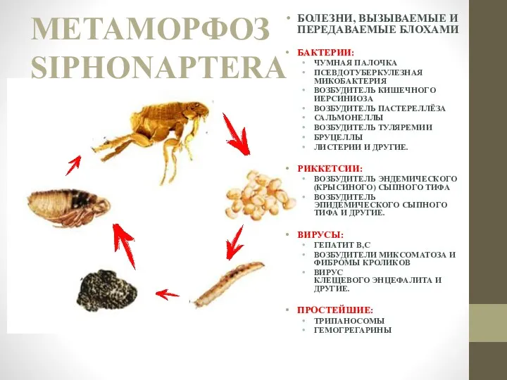 МЕТАМОРФОЗ SIPHONAPTERA БОЛЕЗНИ, ВЫЗЫВАЕМЫЕ И ПЕРЕДАВАЕМЫЕ БЛОХАМИ БАКТЕРИИ: ЧУМНАЯ ПАЛОЧКА