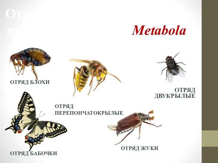 Отряды насекомые с полным превращением(лат. Metabola) ОТРЯД ДВУКРЫЛЫЕ ОТРЯД БАБОЧКИ ОТРЯД ПЕРЕПОНЧАТОКРЫЛЫЕ ОТРЯД ЖУКИ ОТРЯД БЛОХИ