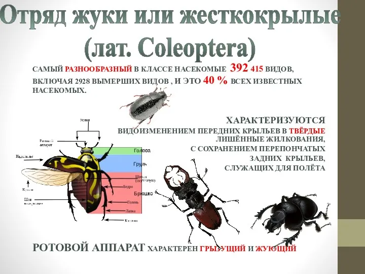 Отряд жуки или жесткокрылые (лат. Coleoptera) САМЫЙ РАЗНООБРАЗНЫЙ В КЛАССЕ